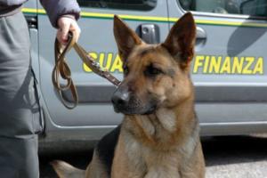 Immagine da http://www.tuttozampe.com/cani-antidroga/3599/
