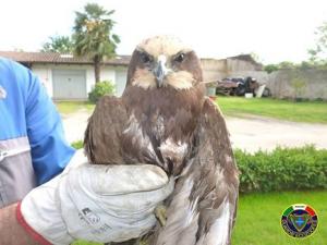 Il falco di palude salvato da Anpana a Pernate (Novara)