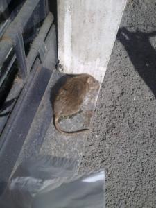 Un topo recentemente trovato in via Mazzini, centro storico di Trecate